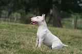 BULL TERRIER MINIATURE 085